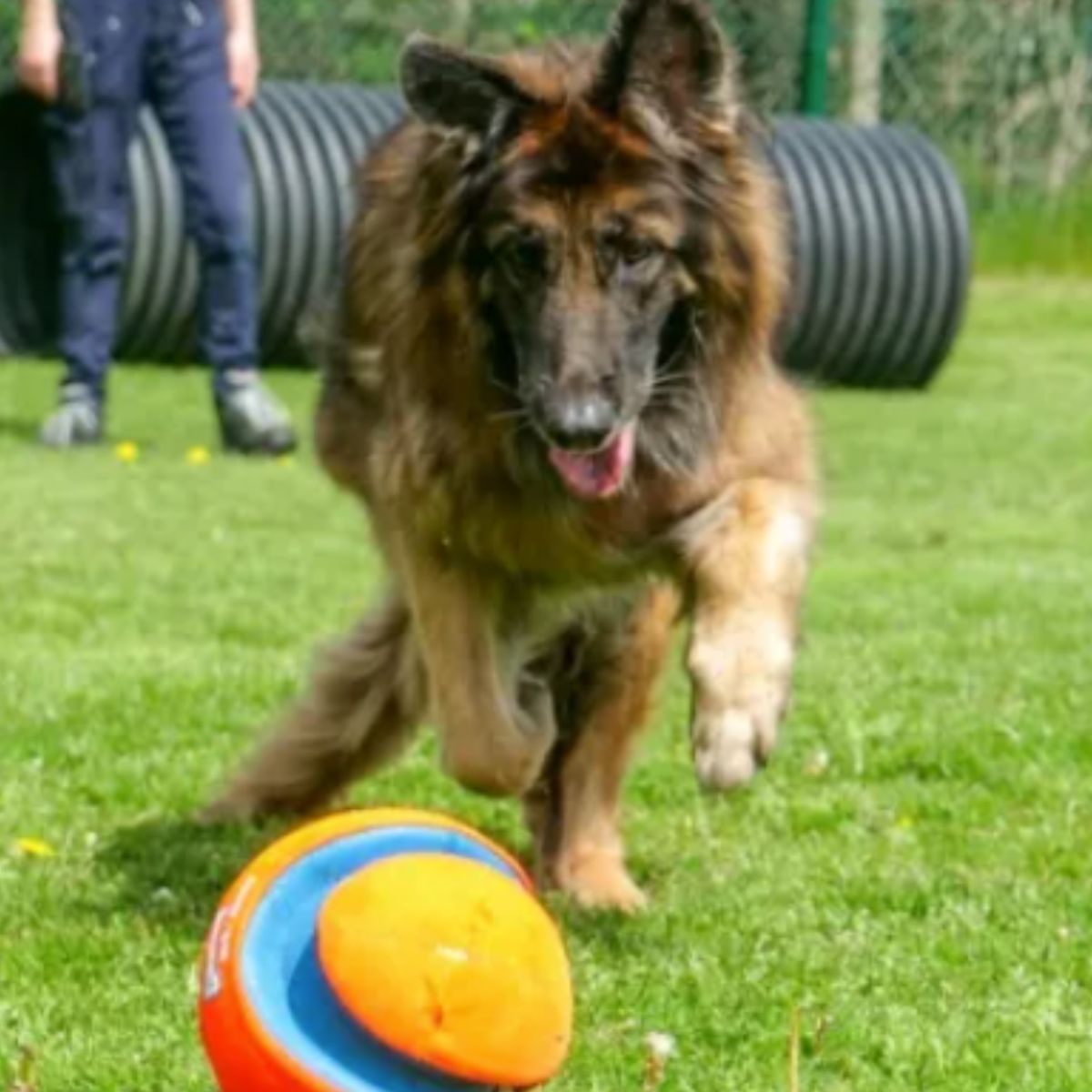 belgian shepherd running after colorful toy