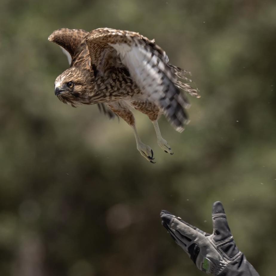 bird flying away