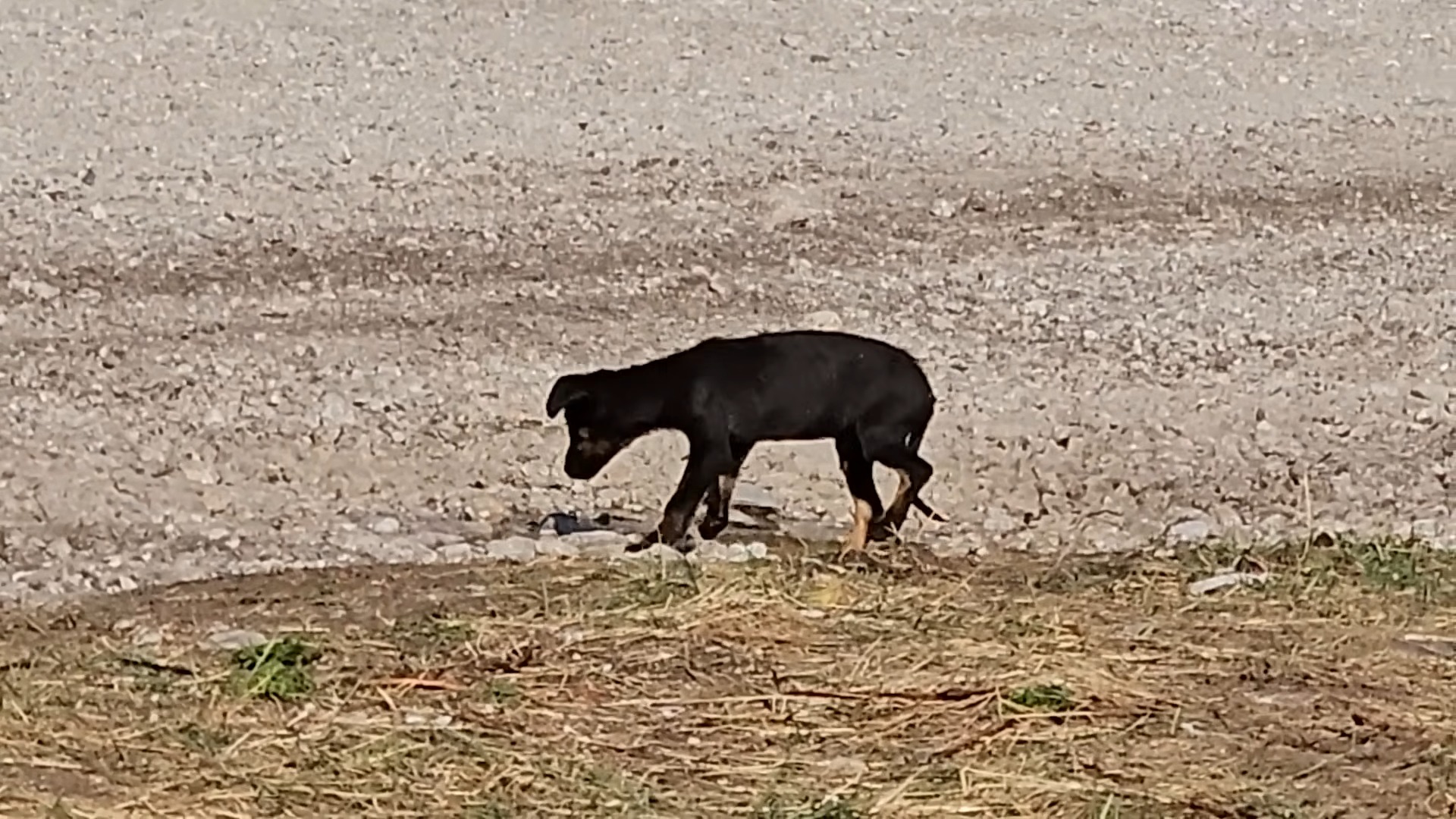 black abandoned dog walking outdoors