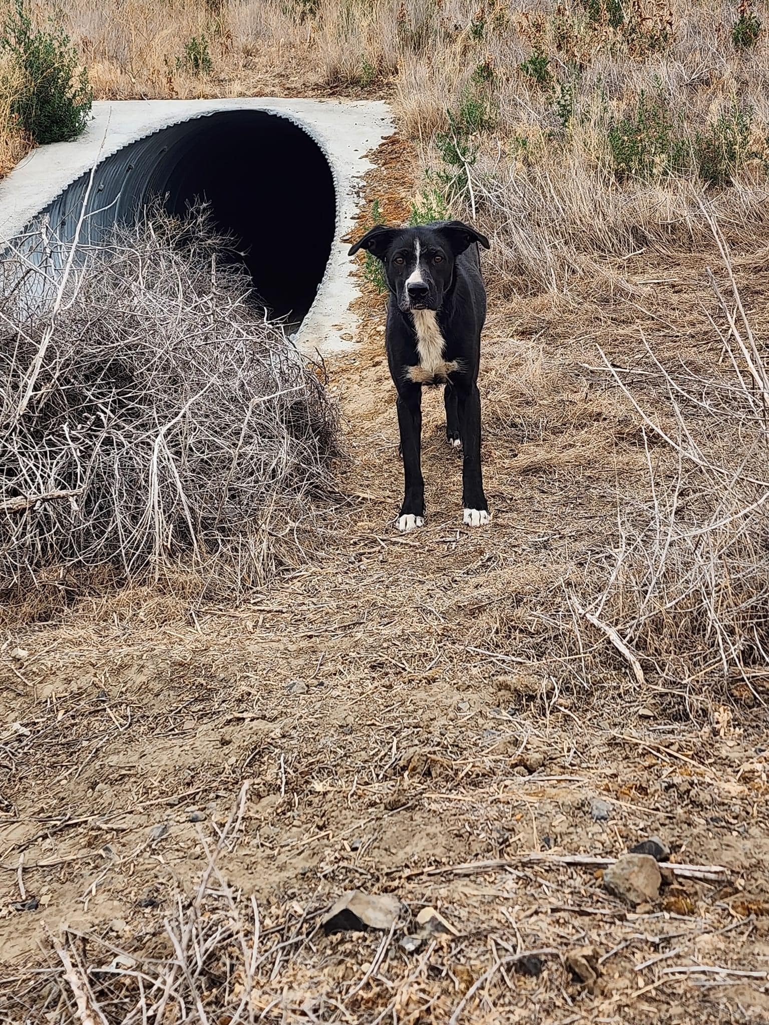 black and white stray dog