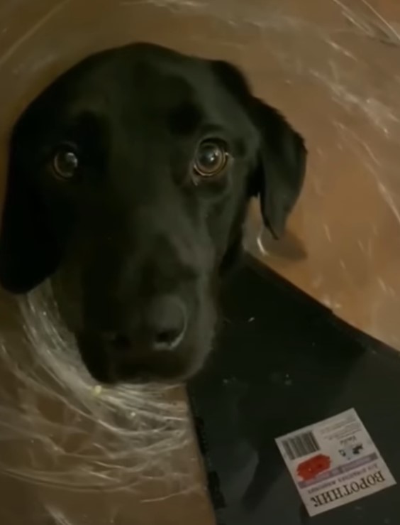 black dog in water