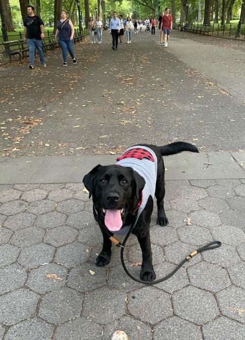 black dog on a leash