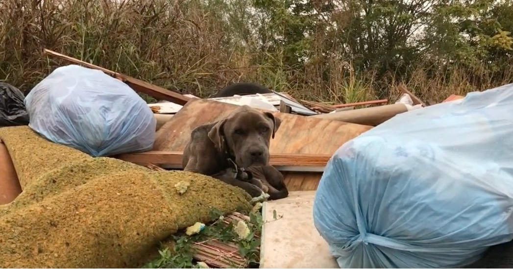 black dog on a trash pile