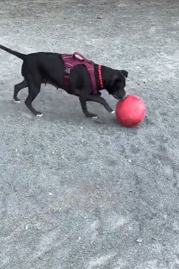 black dog playing with ball