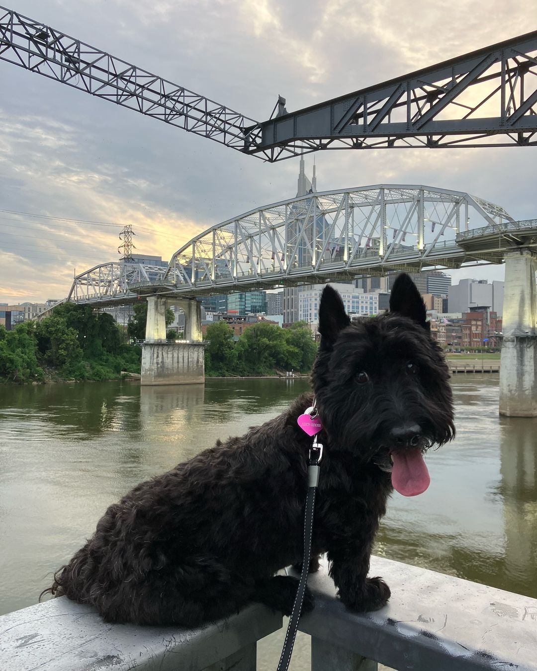 black dog posing for picture