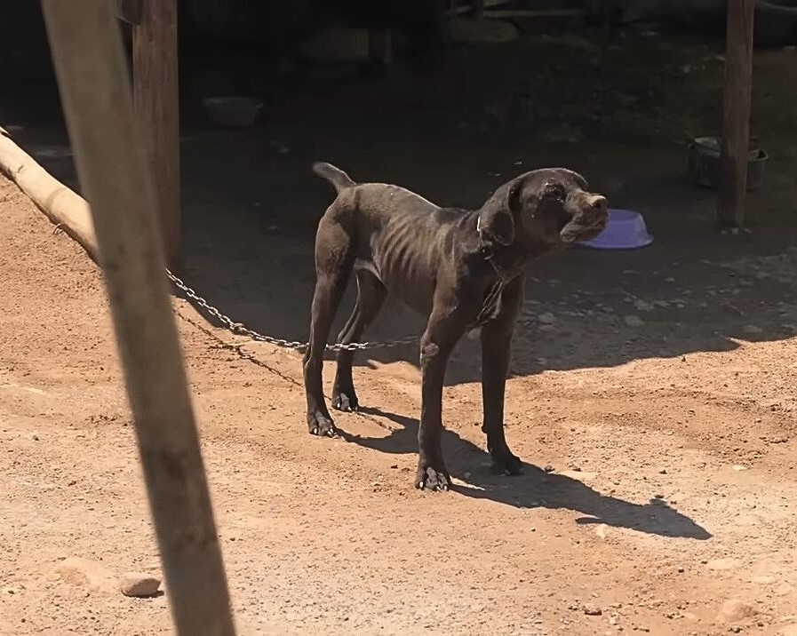 black dog tied with chain