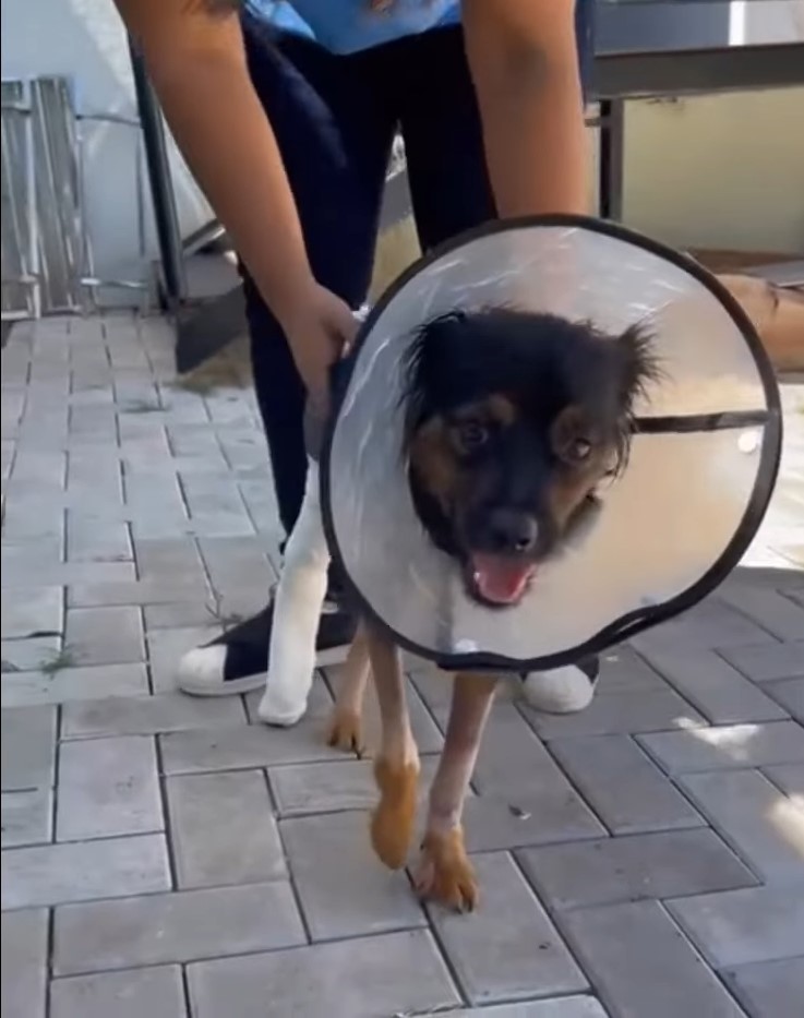 black dog with collar walking