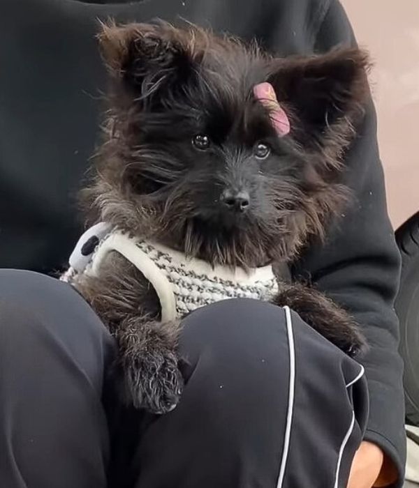 black puppy with clothes on