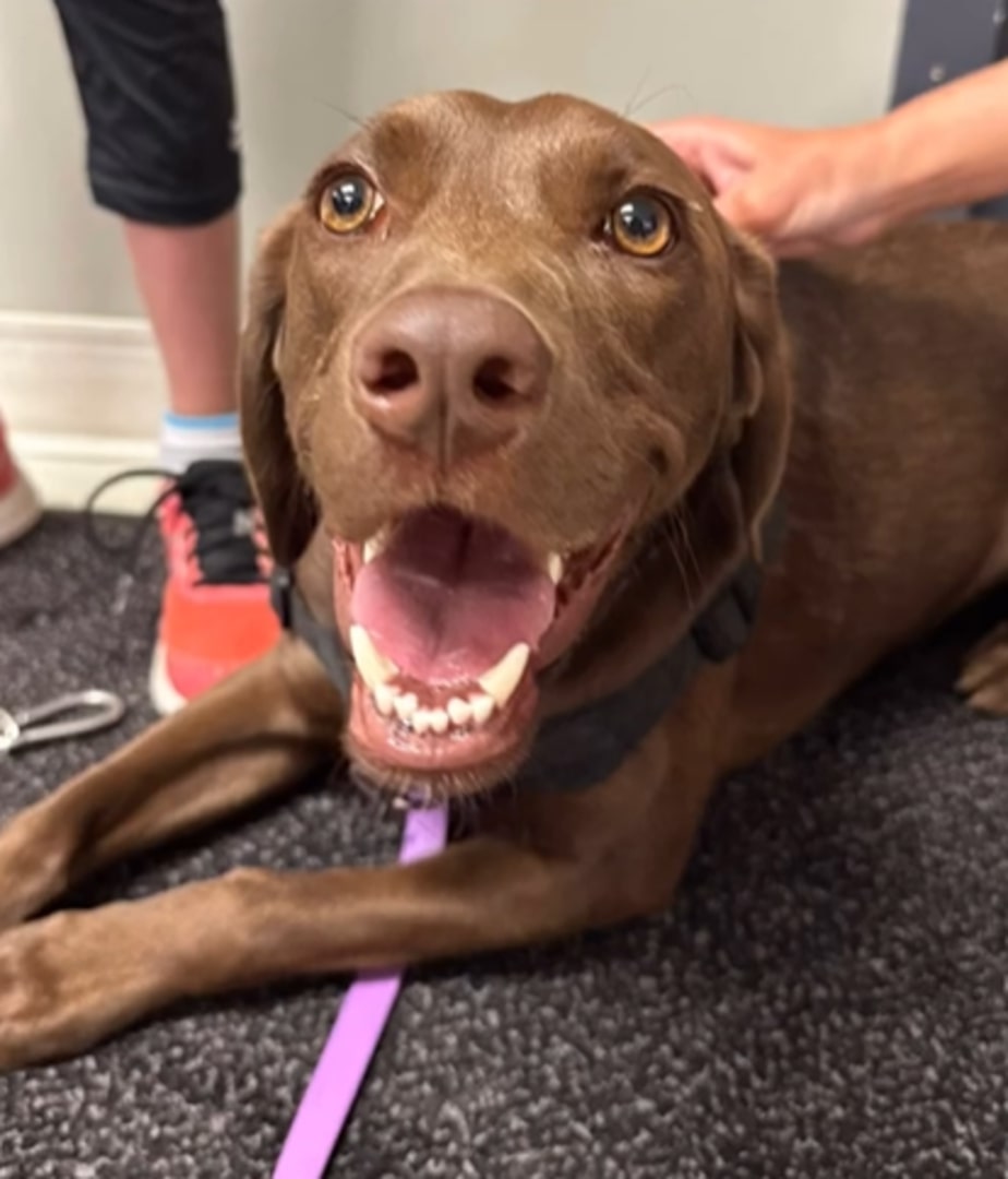 brown cheerful dog is looking at the camera