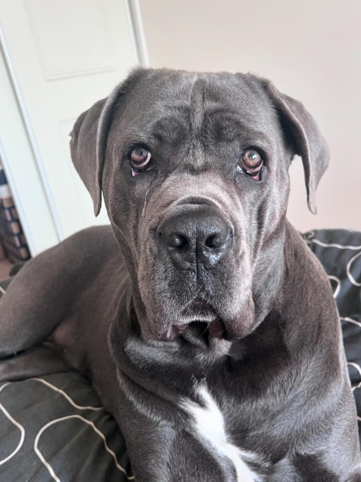 cane corso is lying on the bed