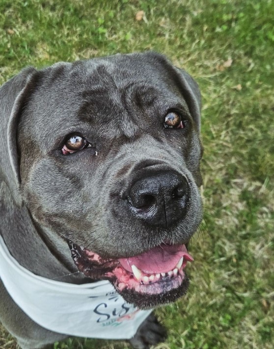 cane corso sits on the grass and looks at the camera