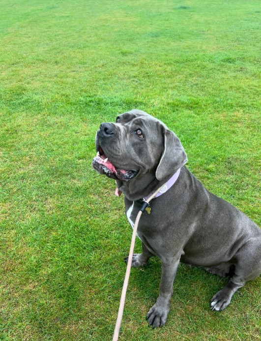 cane corso with a leash sitting on the grass