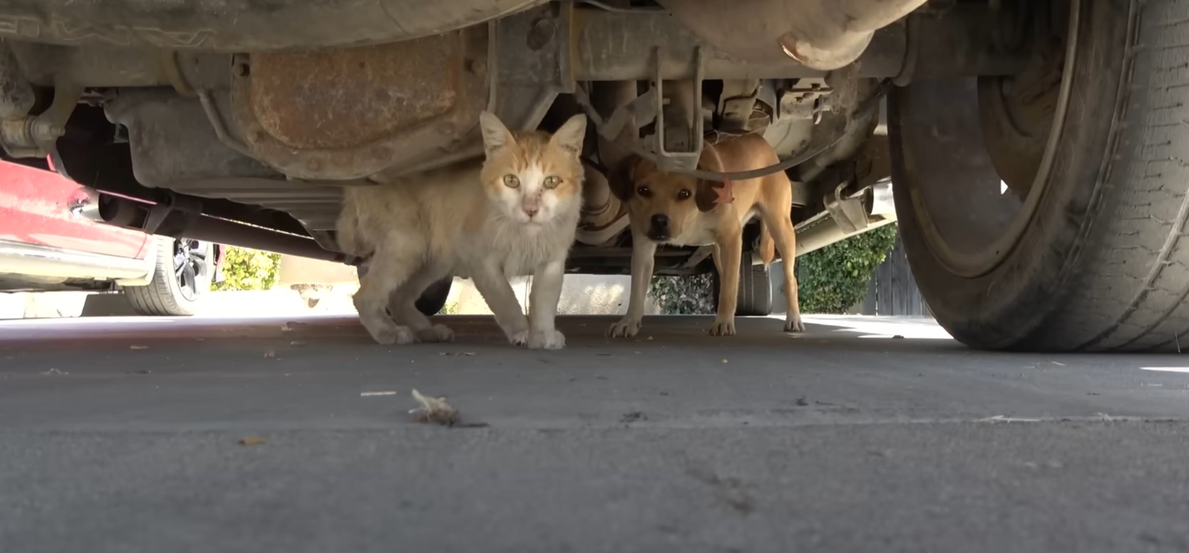 cat and puppy under a car