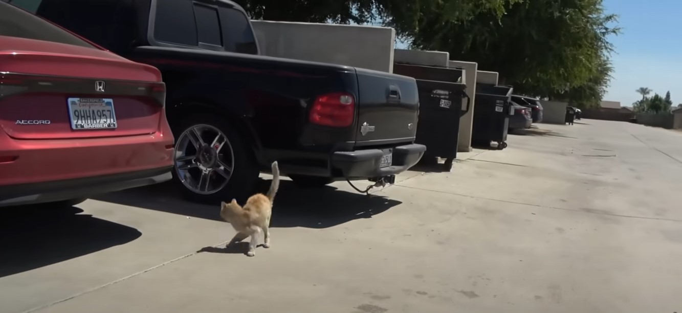 cat walking around cars