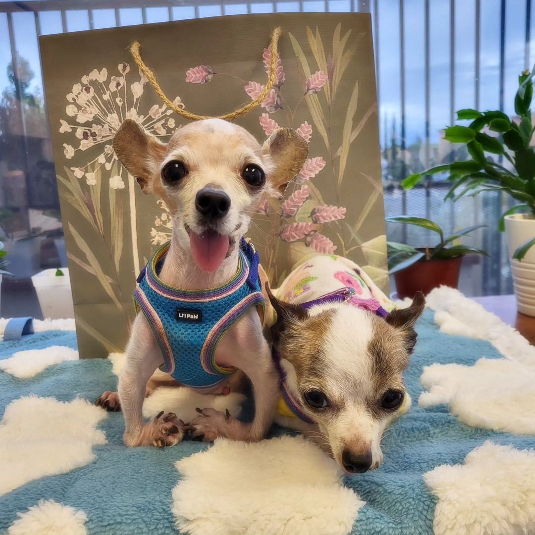 chihuahuas couple