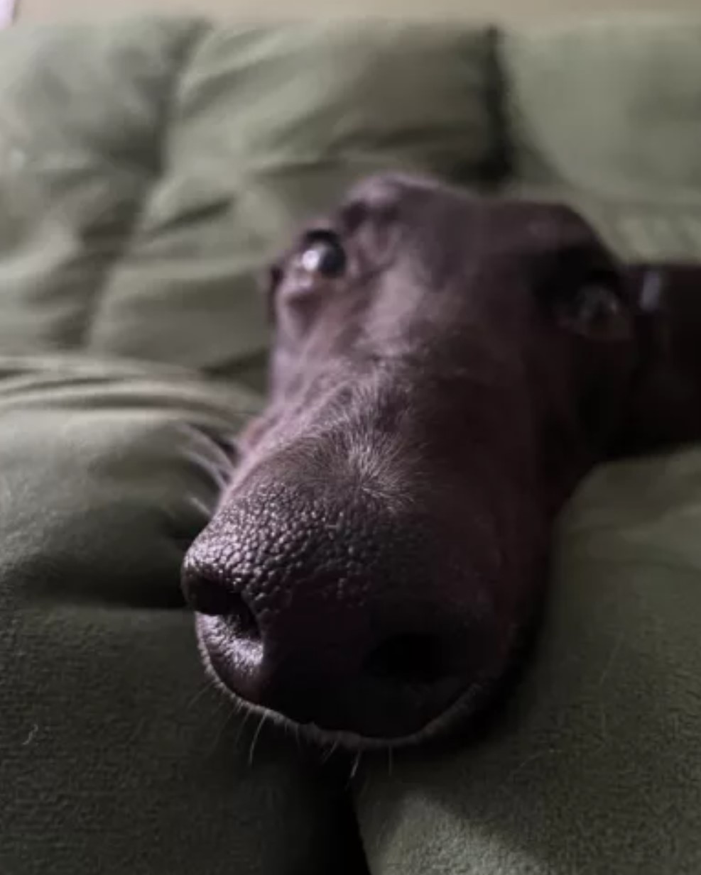 close-up photo of dog's face