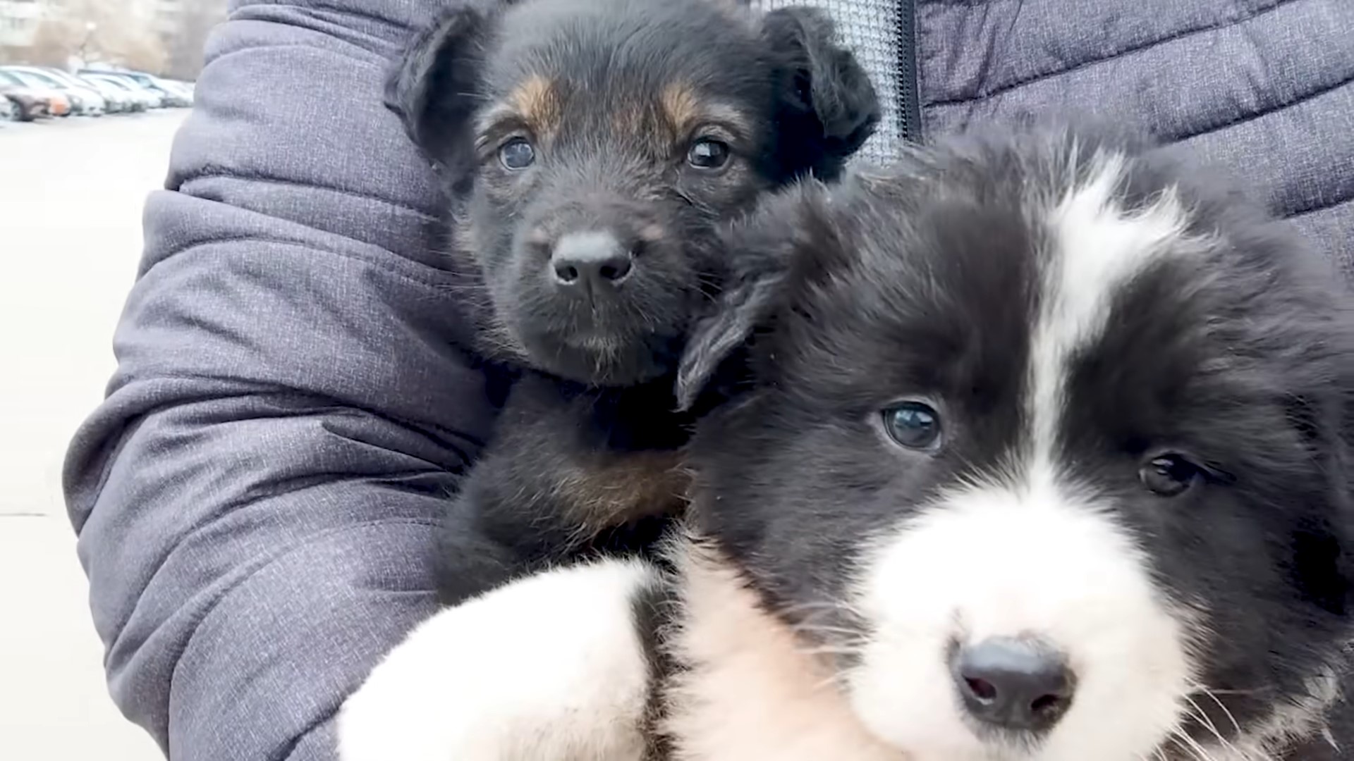 close-up photo of two dogs