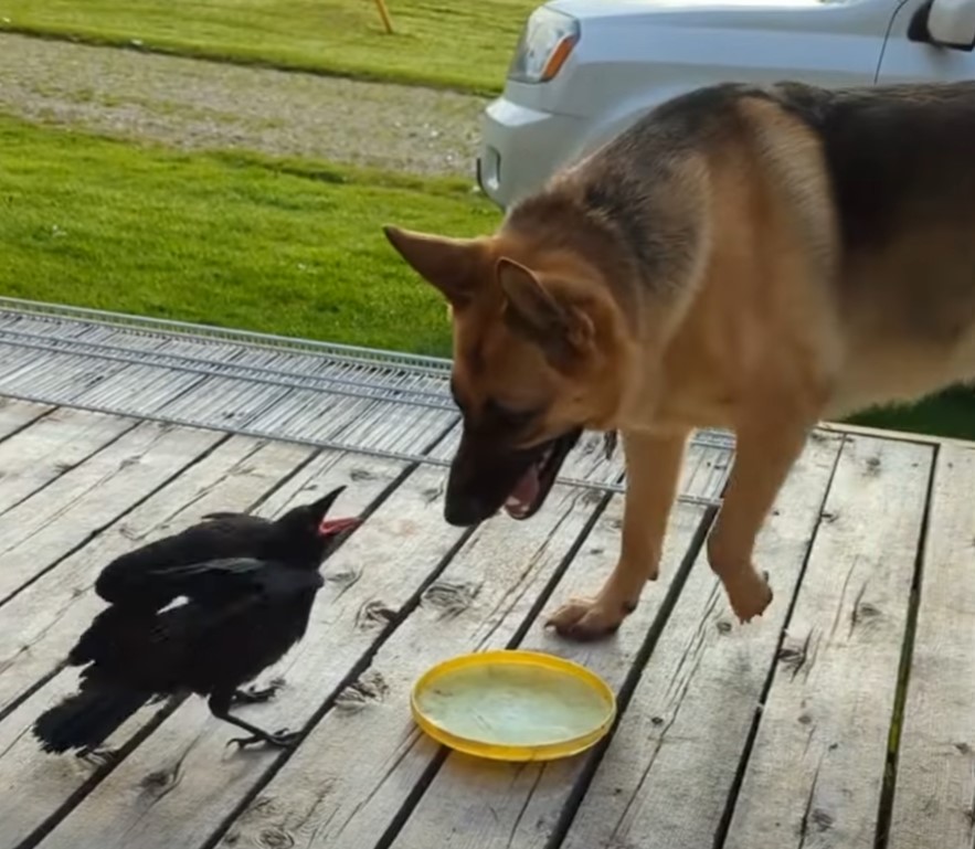 crow and dog on the terrace