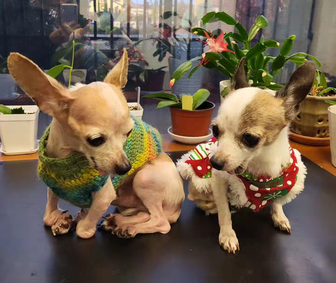 cute chihuahuas