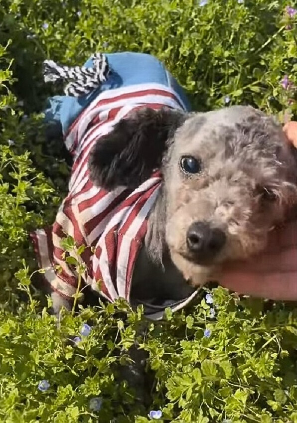 cute dog in the grass