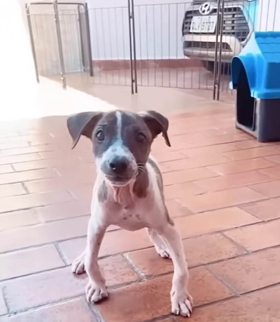 cute dog is standing and posing in front of the camera