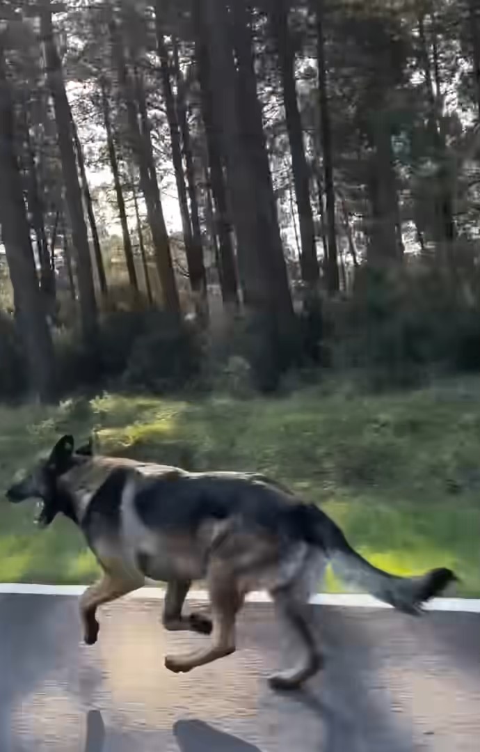 cute dog running