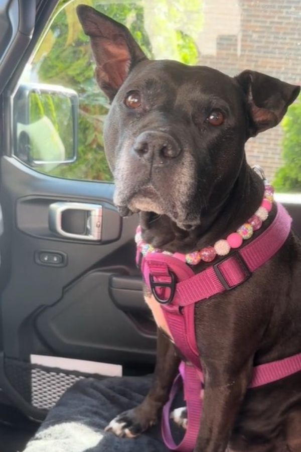 cute dog sitting in car