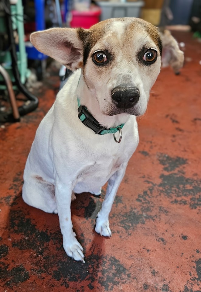 cute dog with big eyes