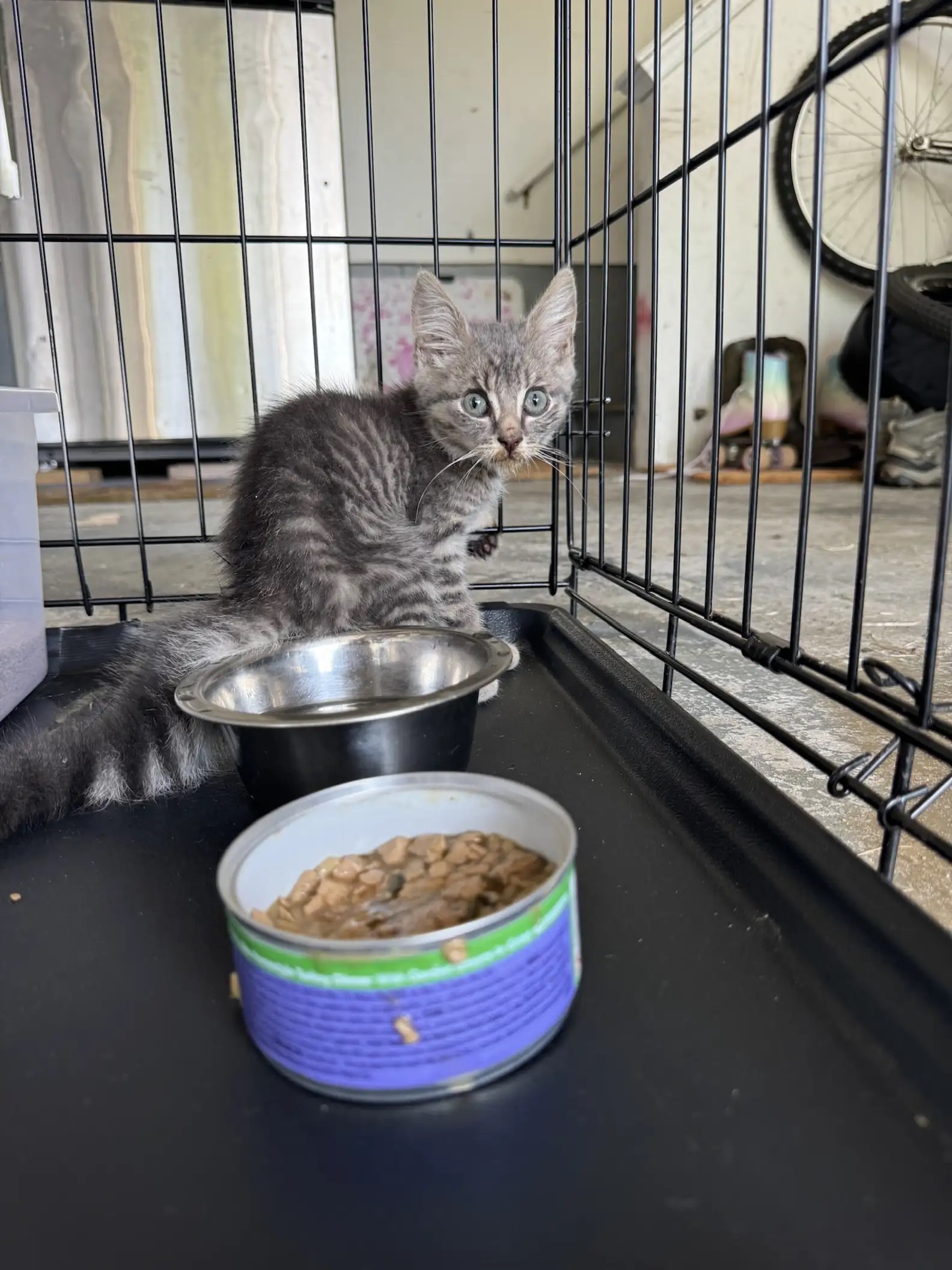 cute gray kitten in a cage