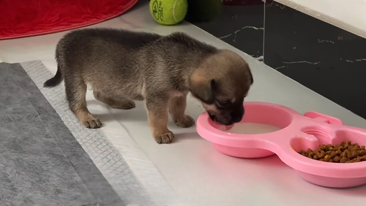 cute puppy drinking water