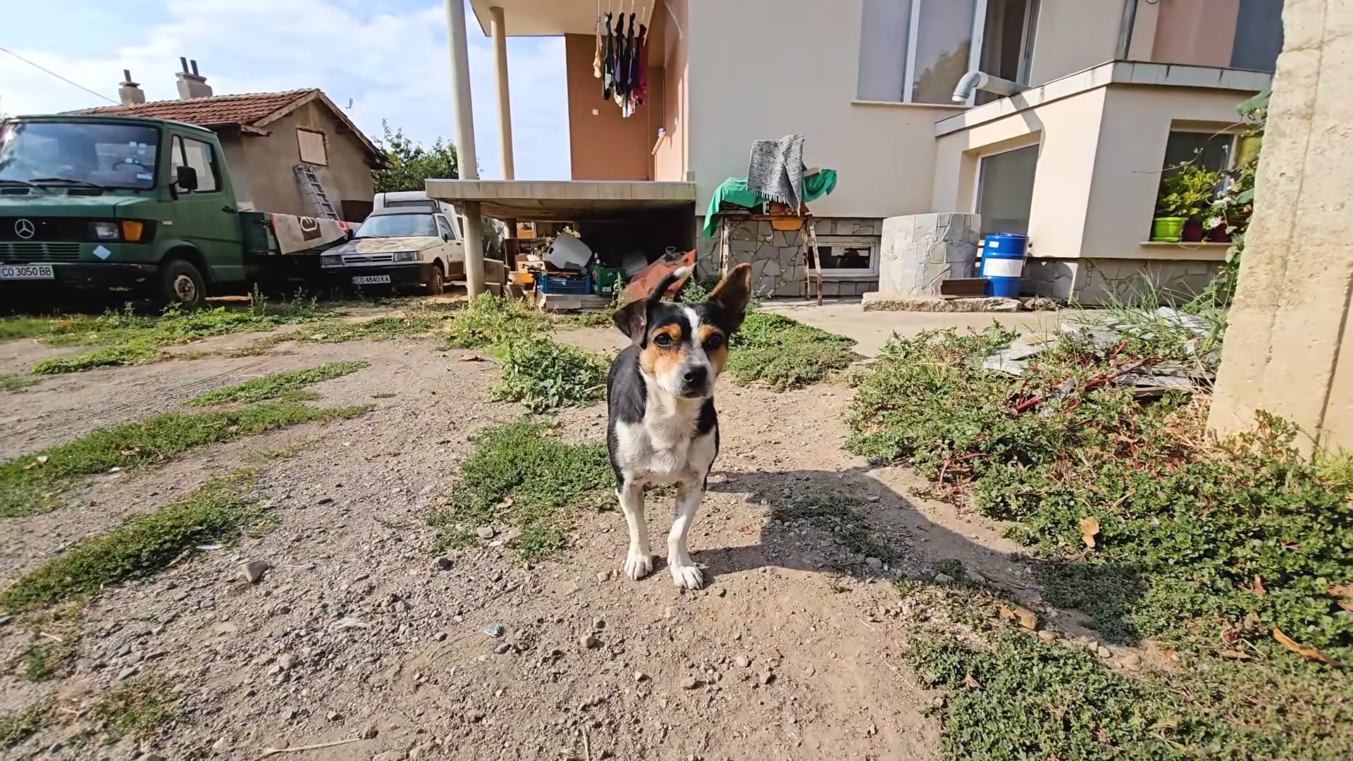 cute puppy standing on the road