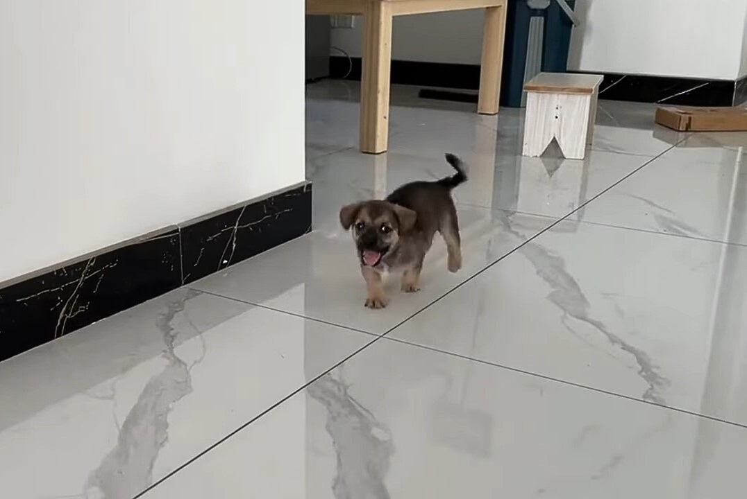 cute puppy walking in house