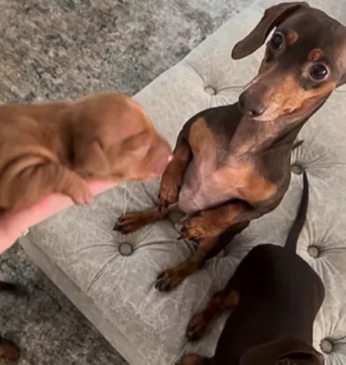 dachshund dad meets son