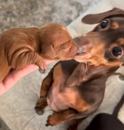 dad dachshund sniffs his son