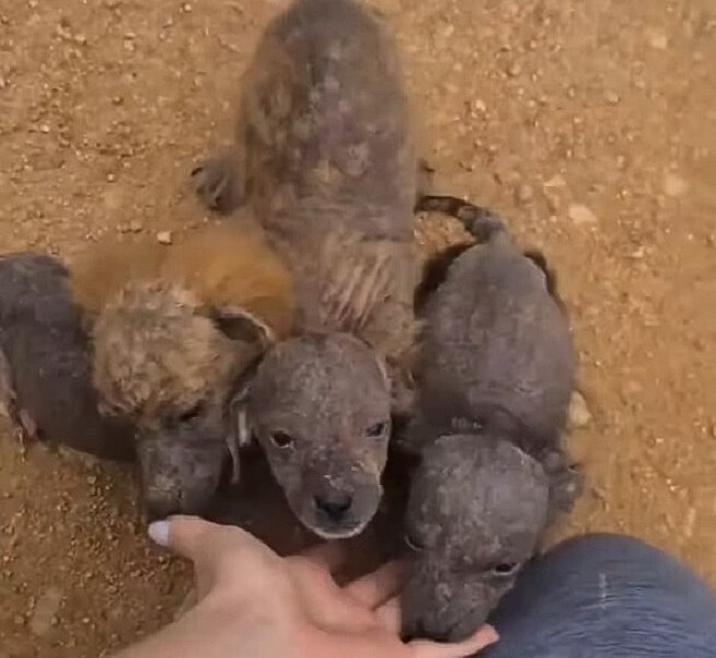 dirty puppies