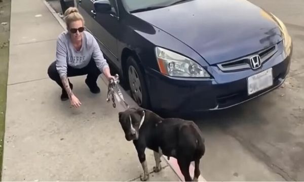 dog and woman next to a car