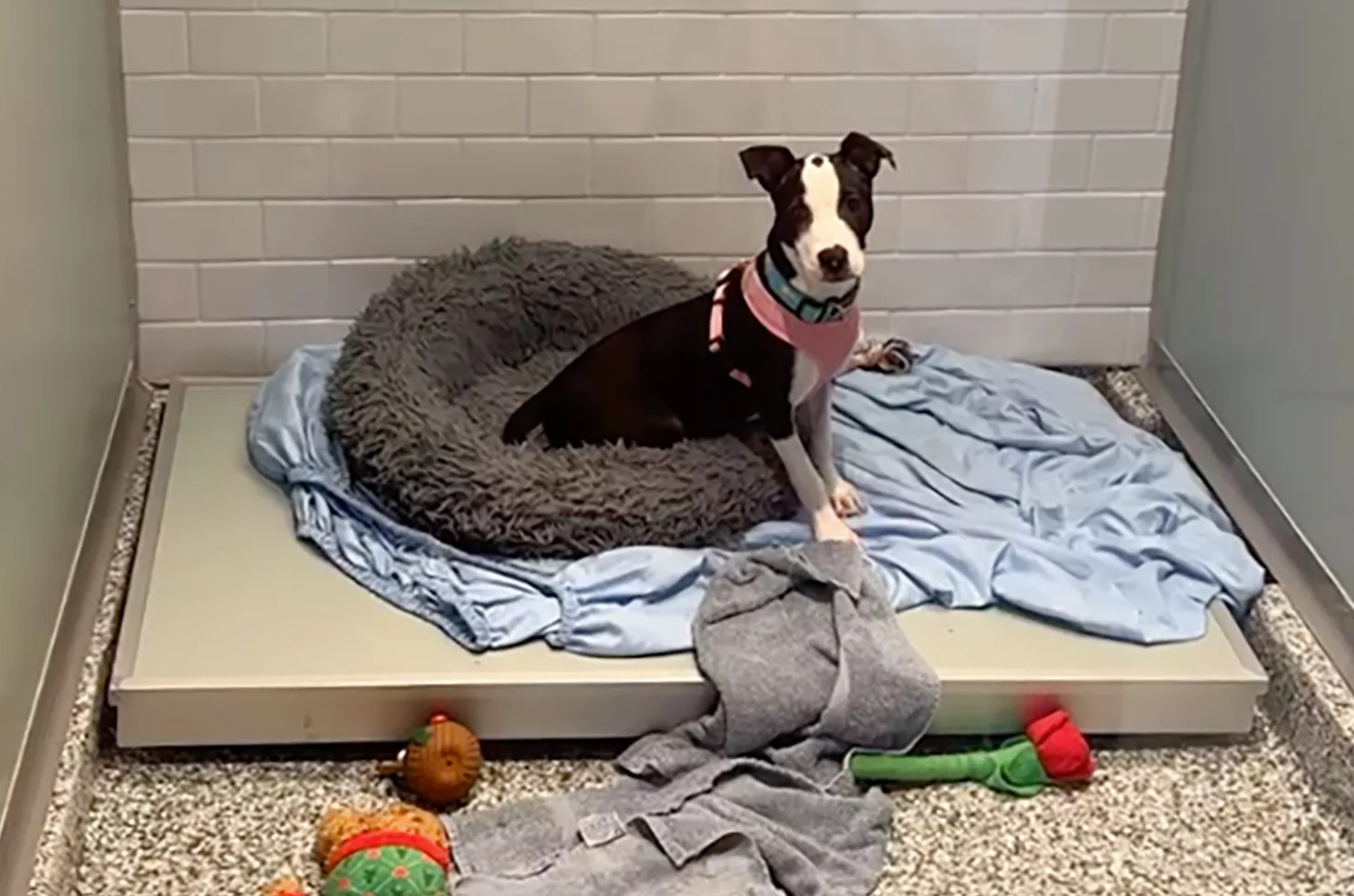 dog at shelter