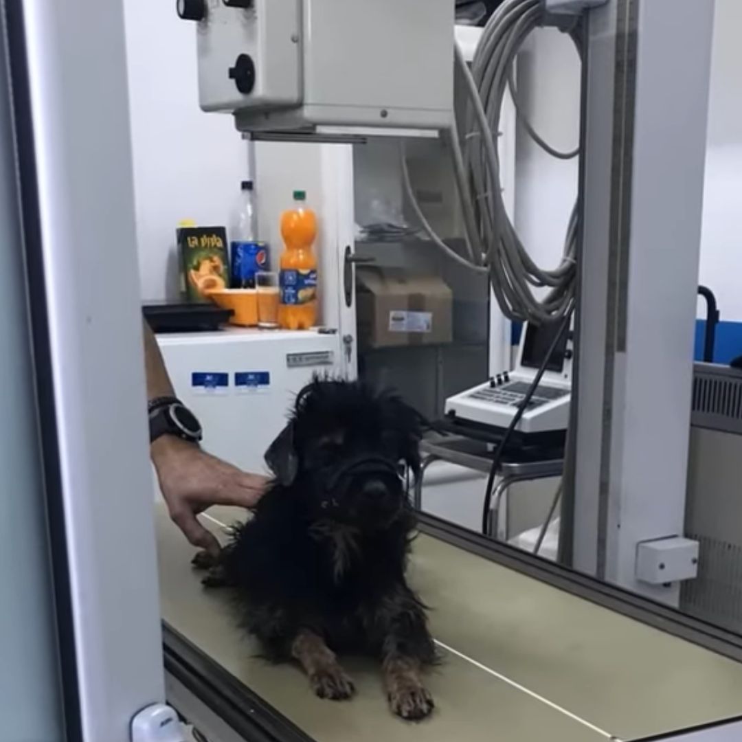 dog at the vet clinic