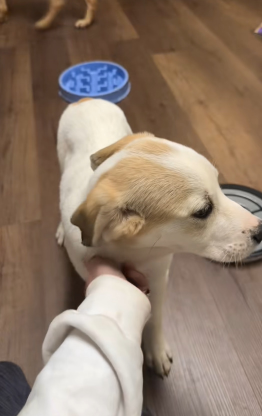 dog being cuddled by woman