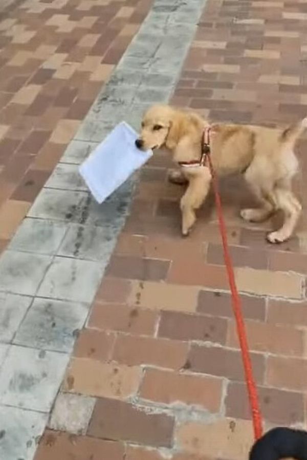 dog carrying a paper