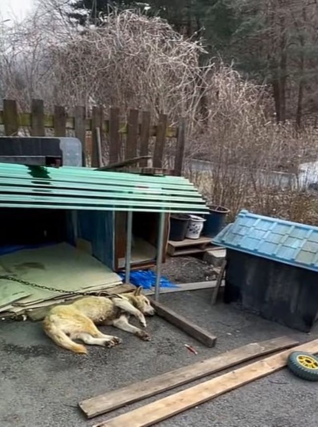 dog chained to the house