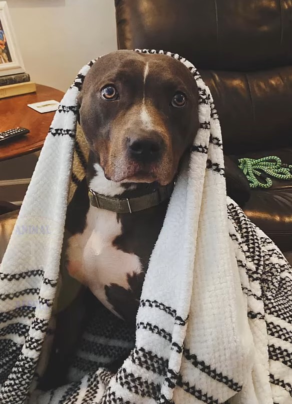 dog covered head with blanket