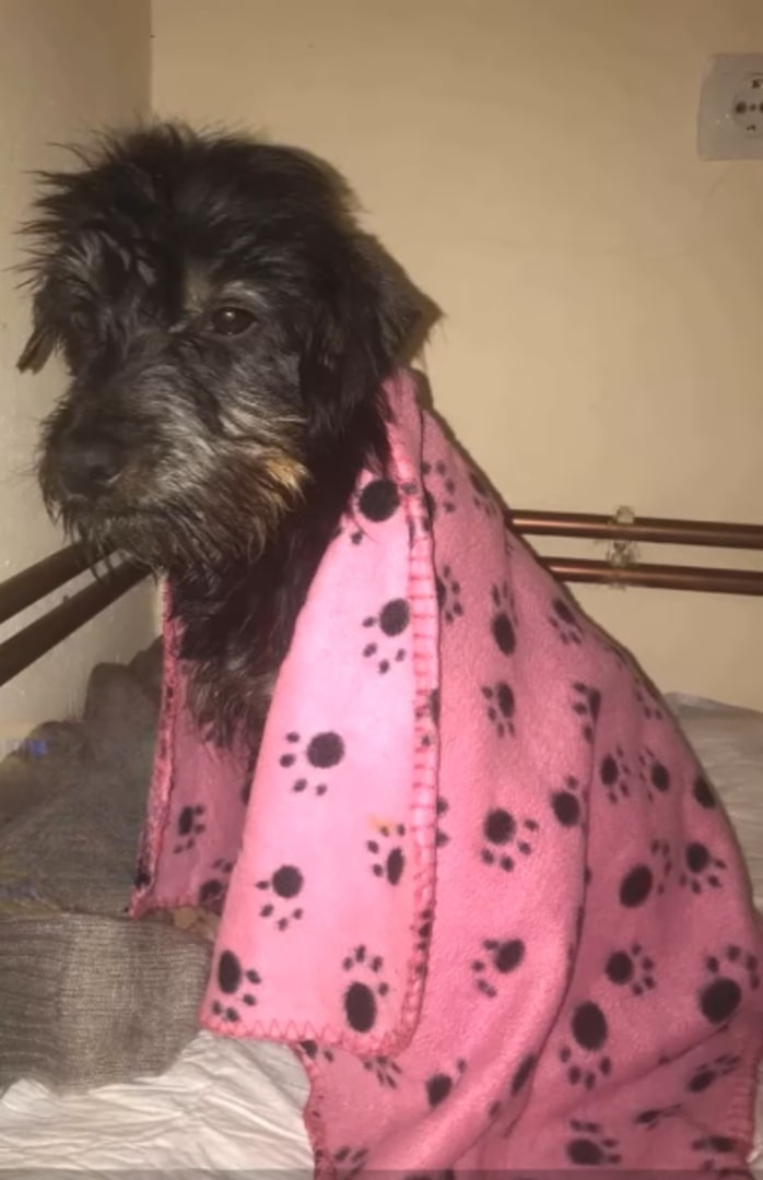 dog covered with a pink blanket