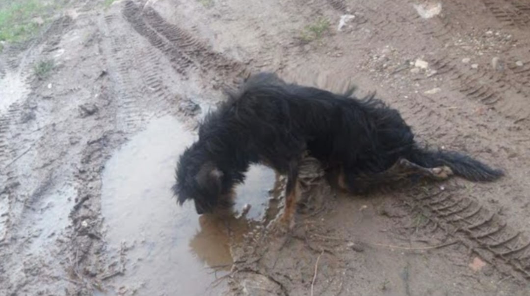 dog dragging legs in mud