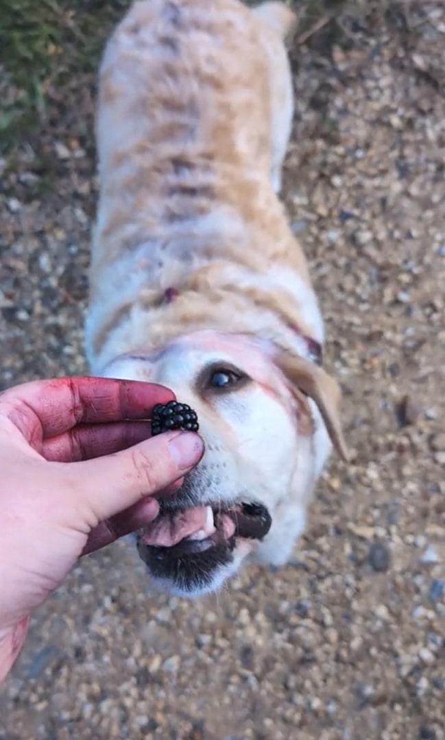 dog eating a blueberry