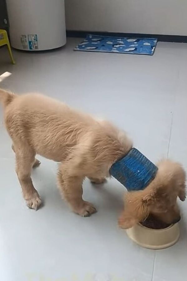 dog eating from bowl