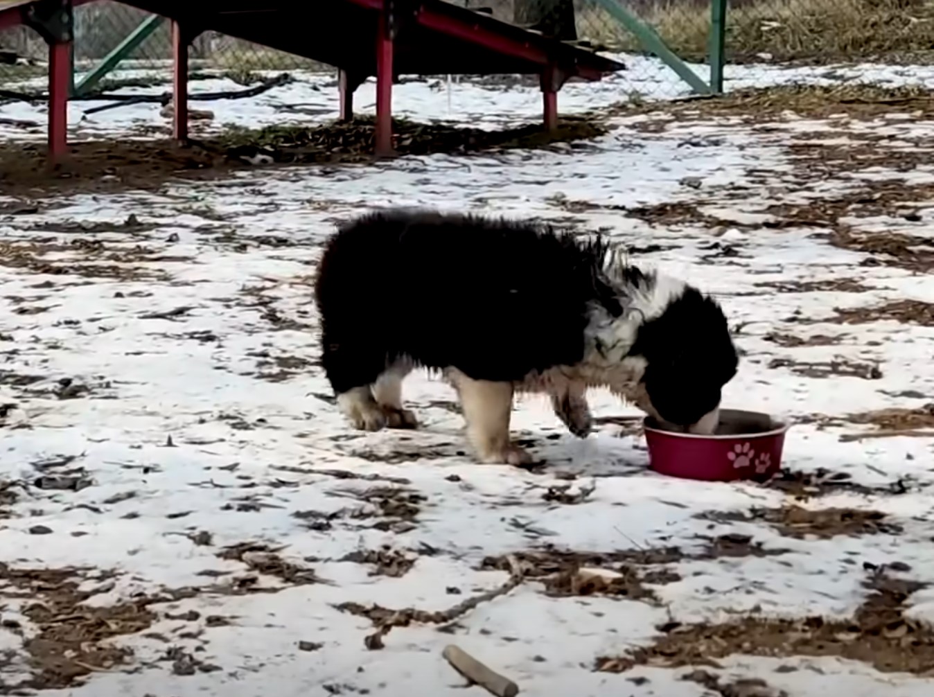 dog eating in the snow