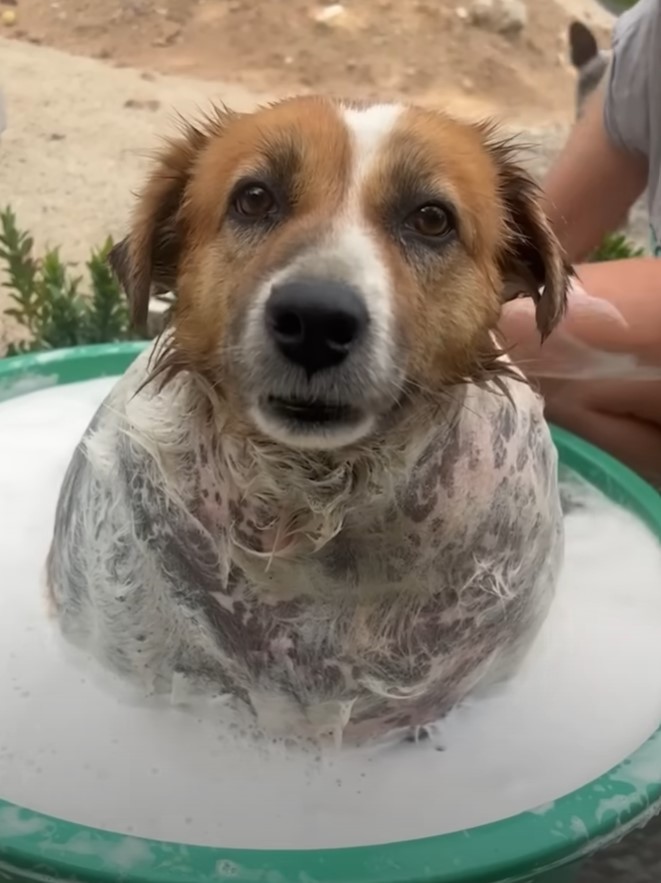 dog getting a bath