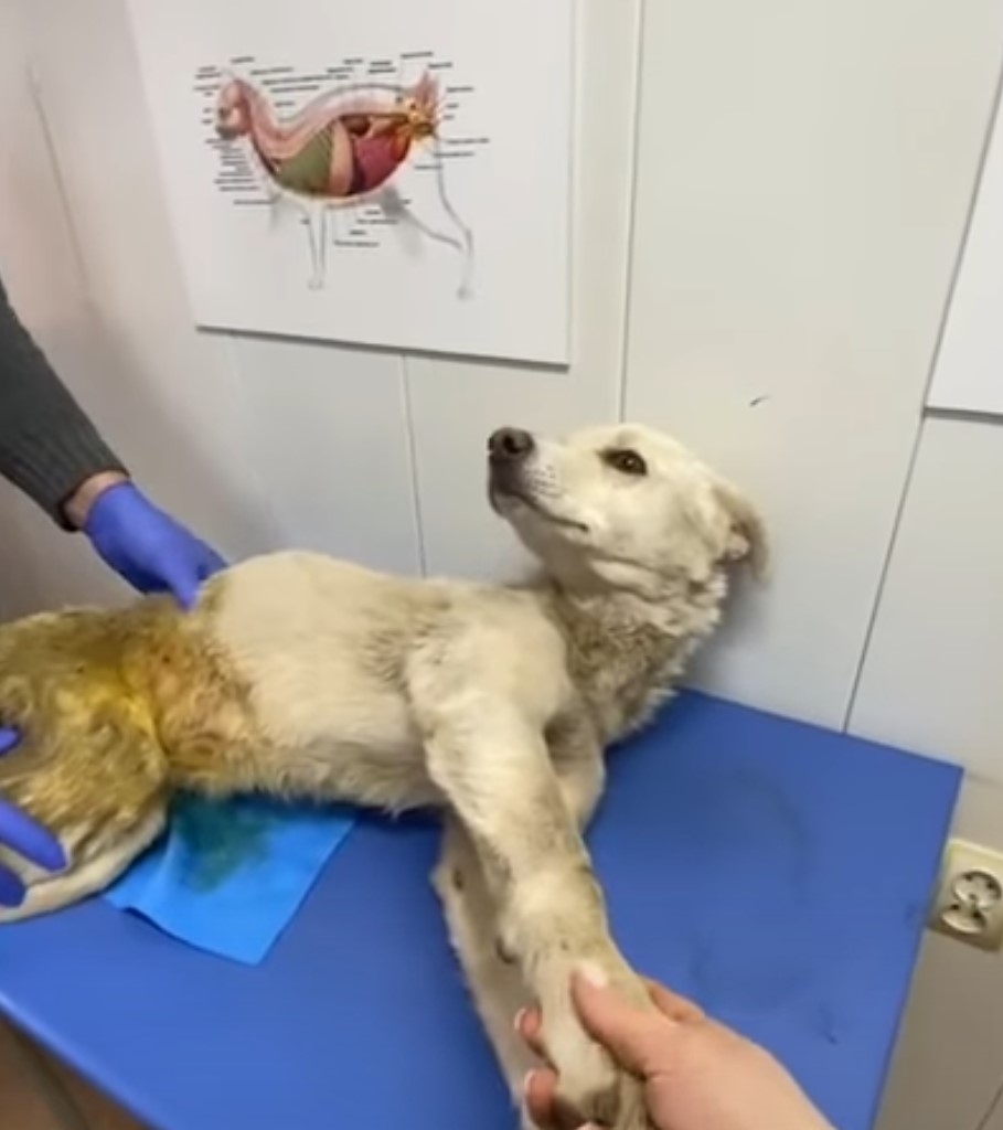 dog getting examined