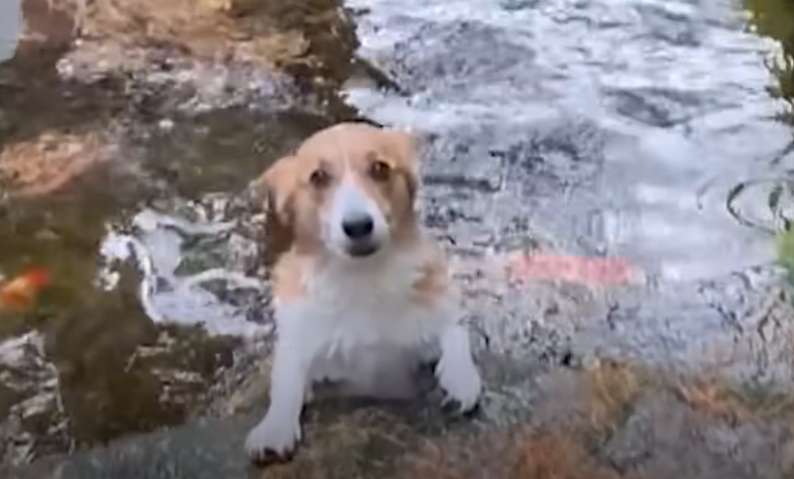 dog getting out of the pond